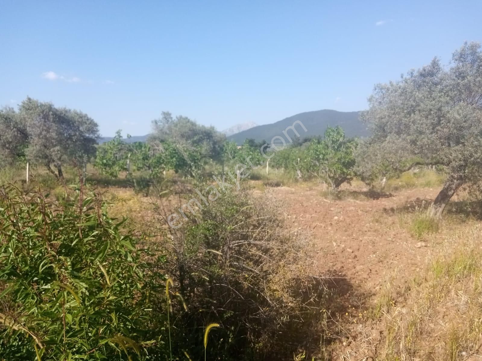 Torbalı Dağkızılca Köyünde Satılık 25 Dönüm Zeytinli Tarla