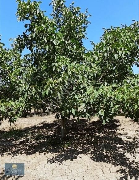 Keçiborlu Kılıç Antalya Yolu Altı Satılık Verimli Ceviz Bahçe
