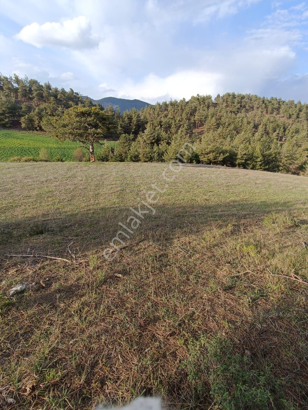 6.289 M² Tarla Sakarya/geyve