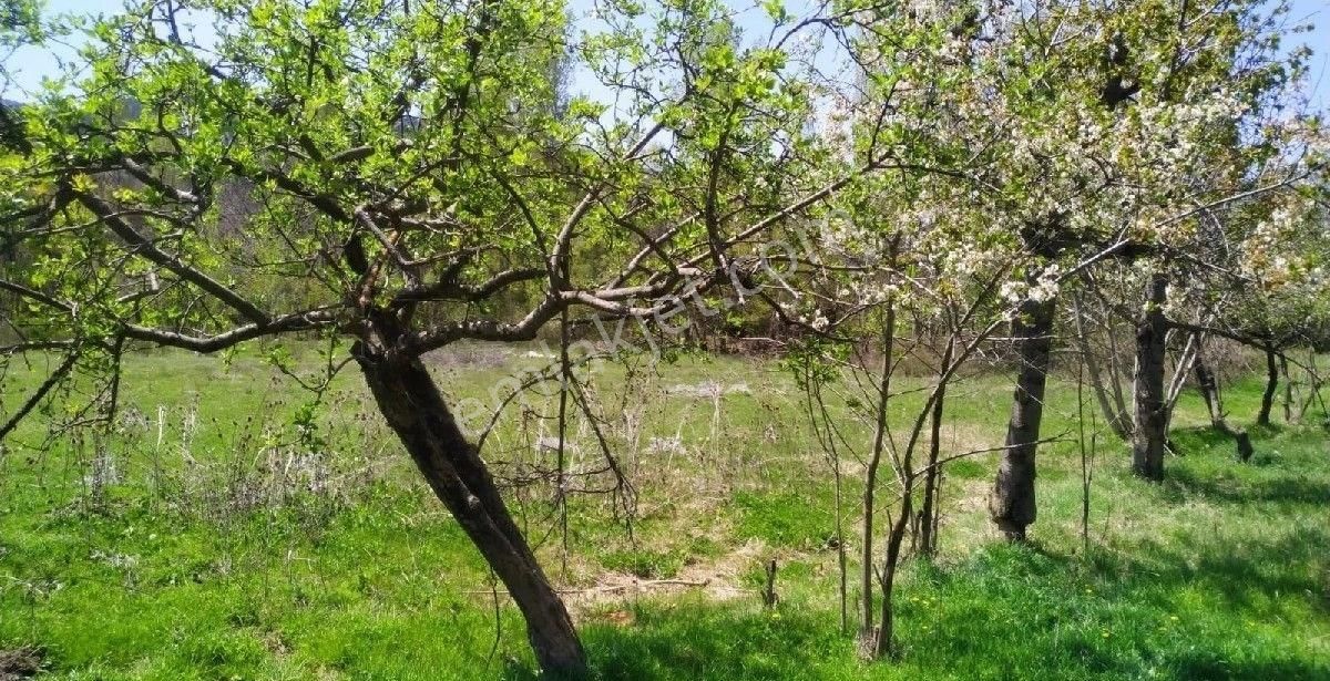 Kayasuda Super Bahce
