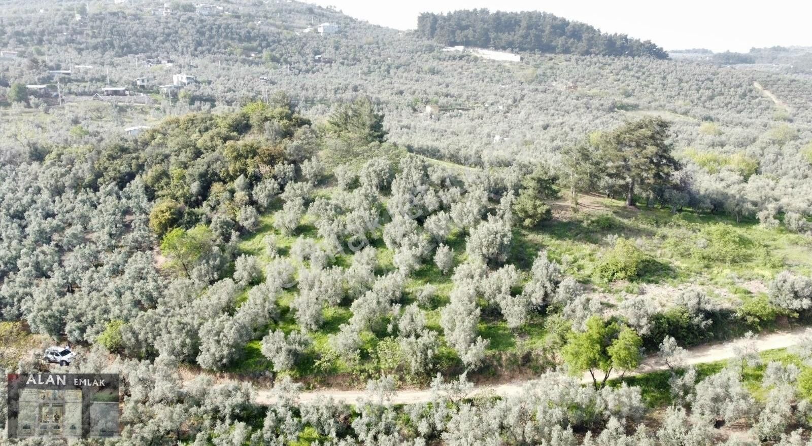 Çepni Köyü Fındıklı Resmi Yola 60 M Cephesi Var