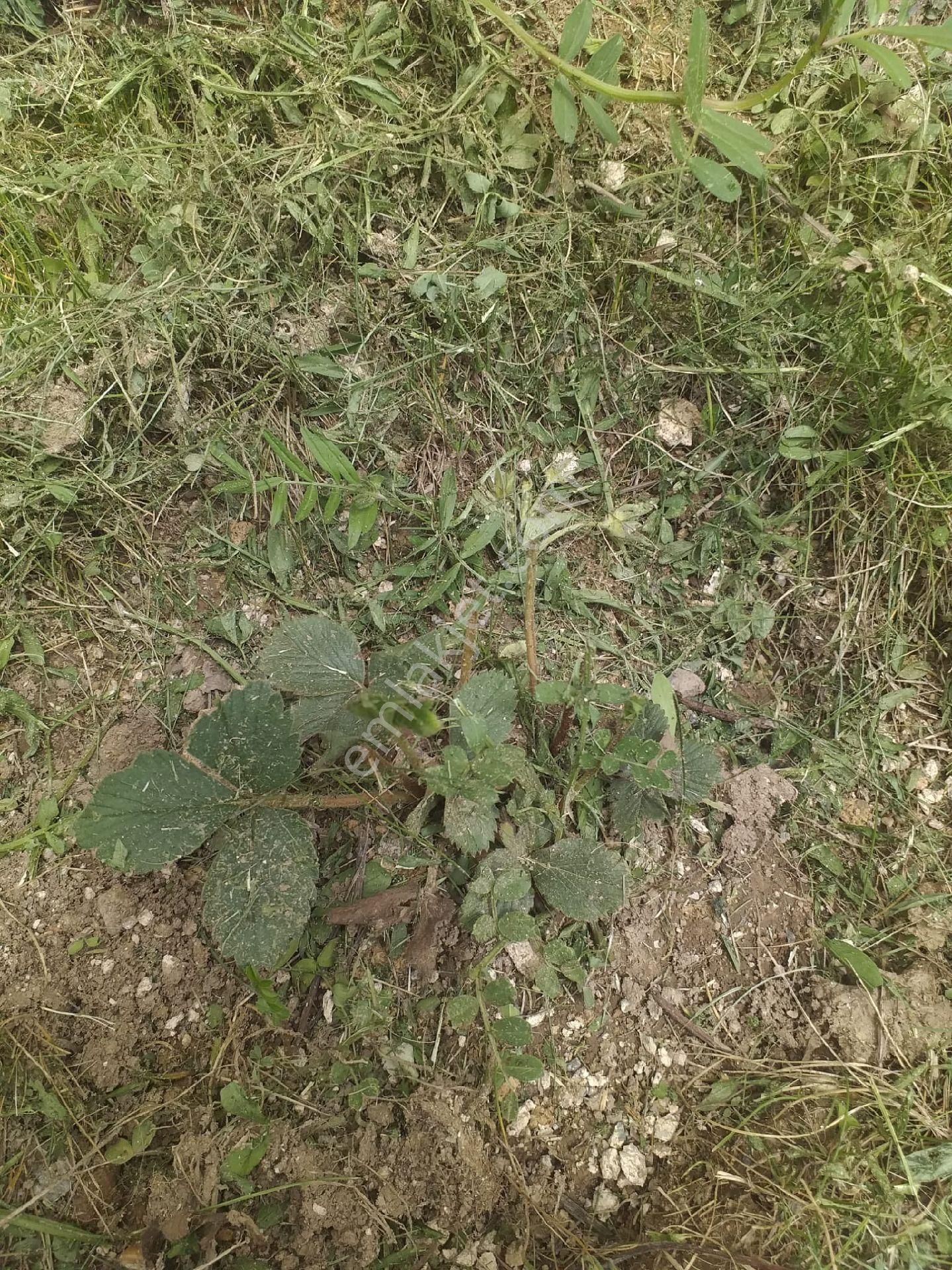 Tokat Merkez Emirseyit Beldesinde Bozatalan Mahal. Ev İçerisinde Satlık Tarla - Görsel 14