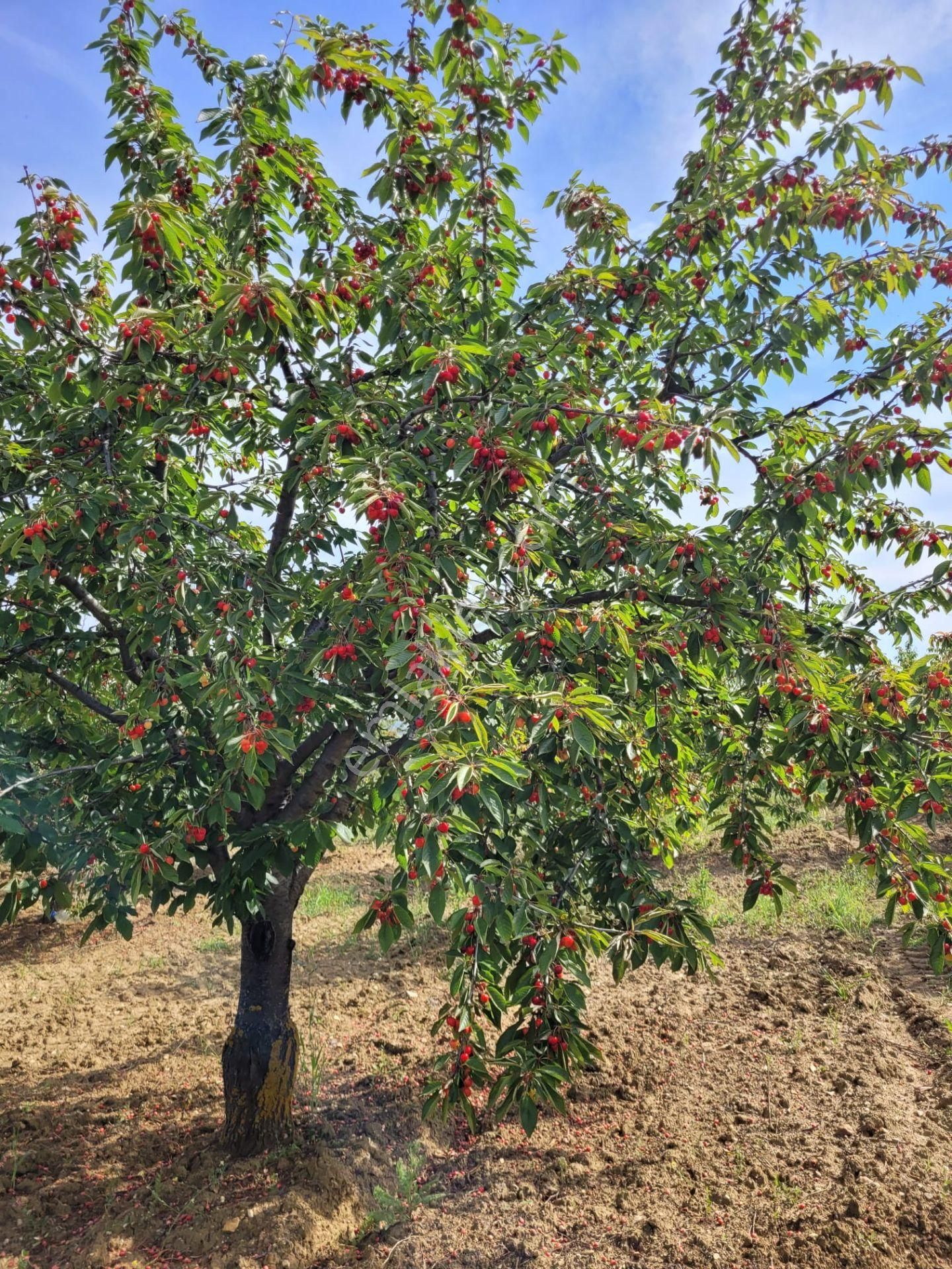 Bilecik Merkez Yeniköy Kiraz Bahçesi