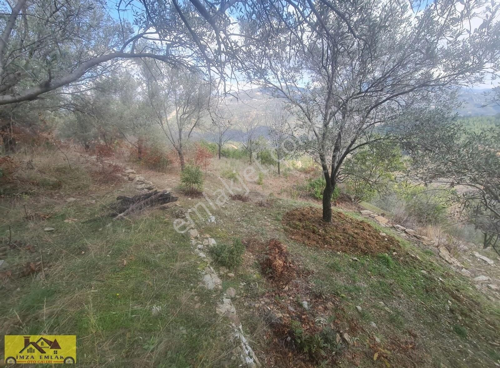 Alanya Satılık Verimli Tarla - Görsel 24