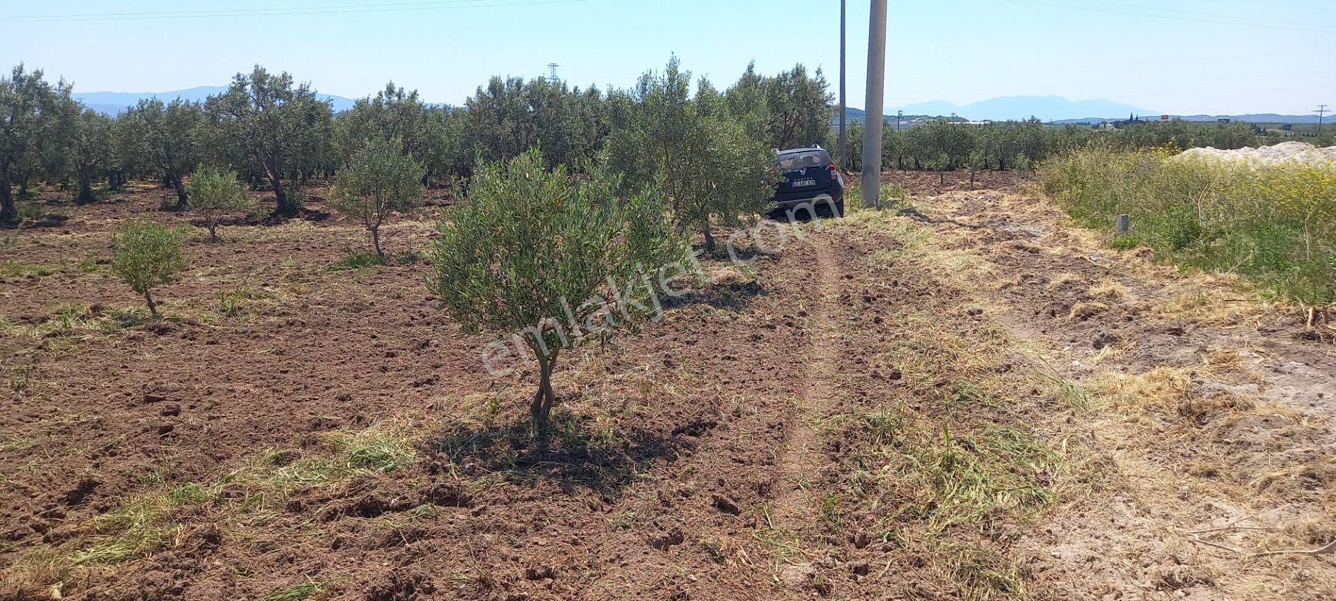 Akhisar Kapaklı Da Köye Ve Anayola Yakın 1.420 M2 Zeytinlik 780.000 Tl