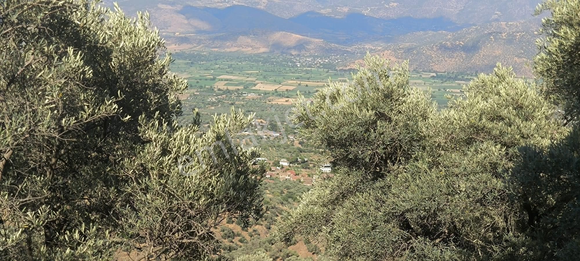Kavaklı -zeytinlik 7.435 M2