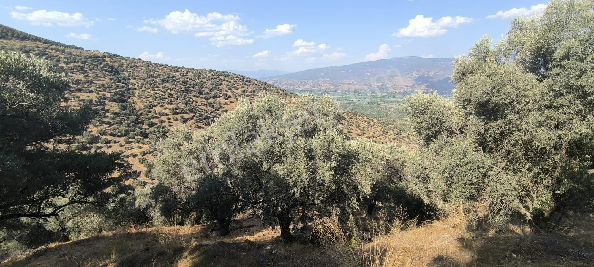 Kavaklı -zeytinlik 7.435 M2 - Görsel 8