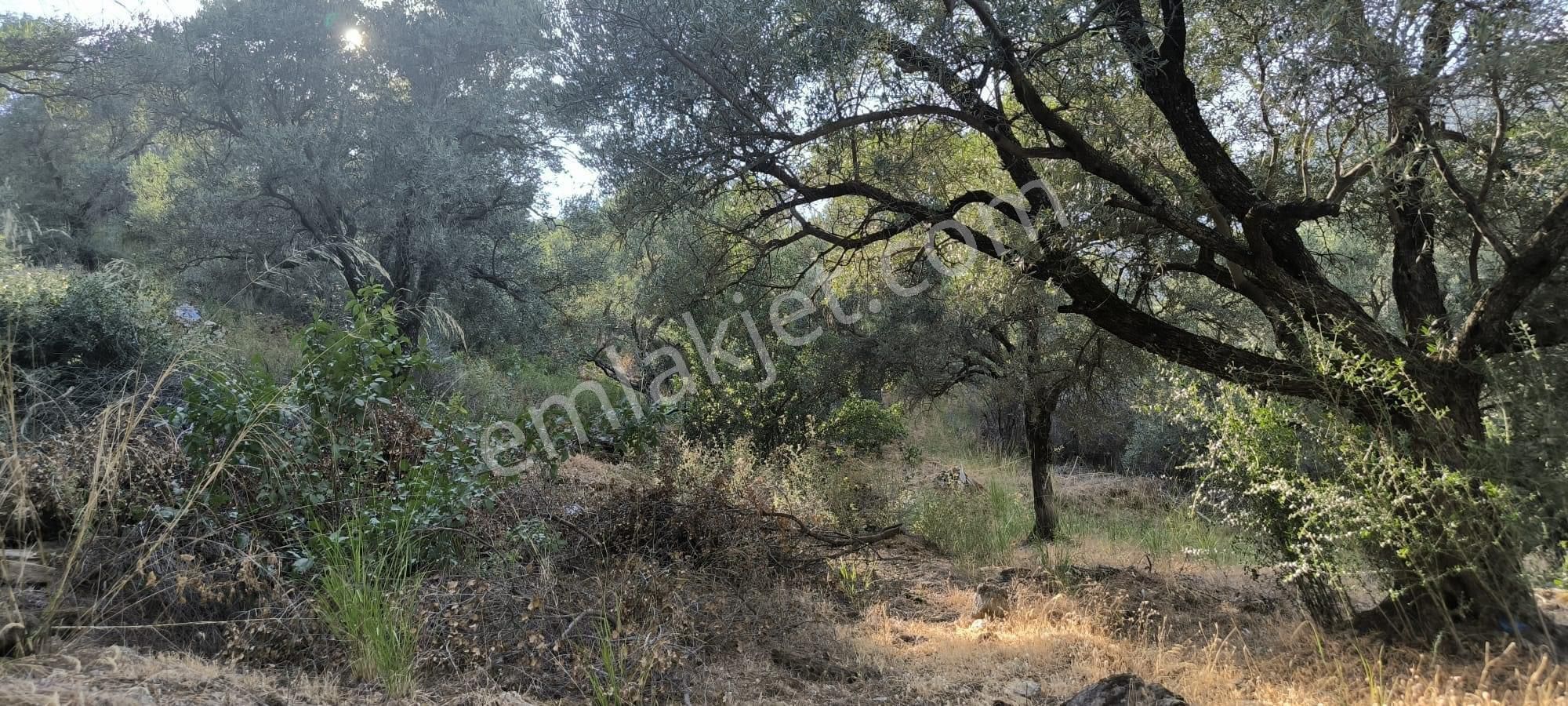 Kavaklı -zeytinlik 7.435 M2 - Görsel 9