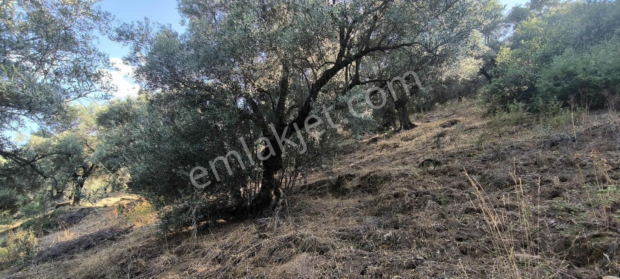 Kavaklı -zeytinlik 7.435 M2 - Görsel 3