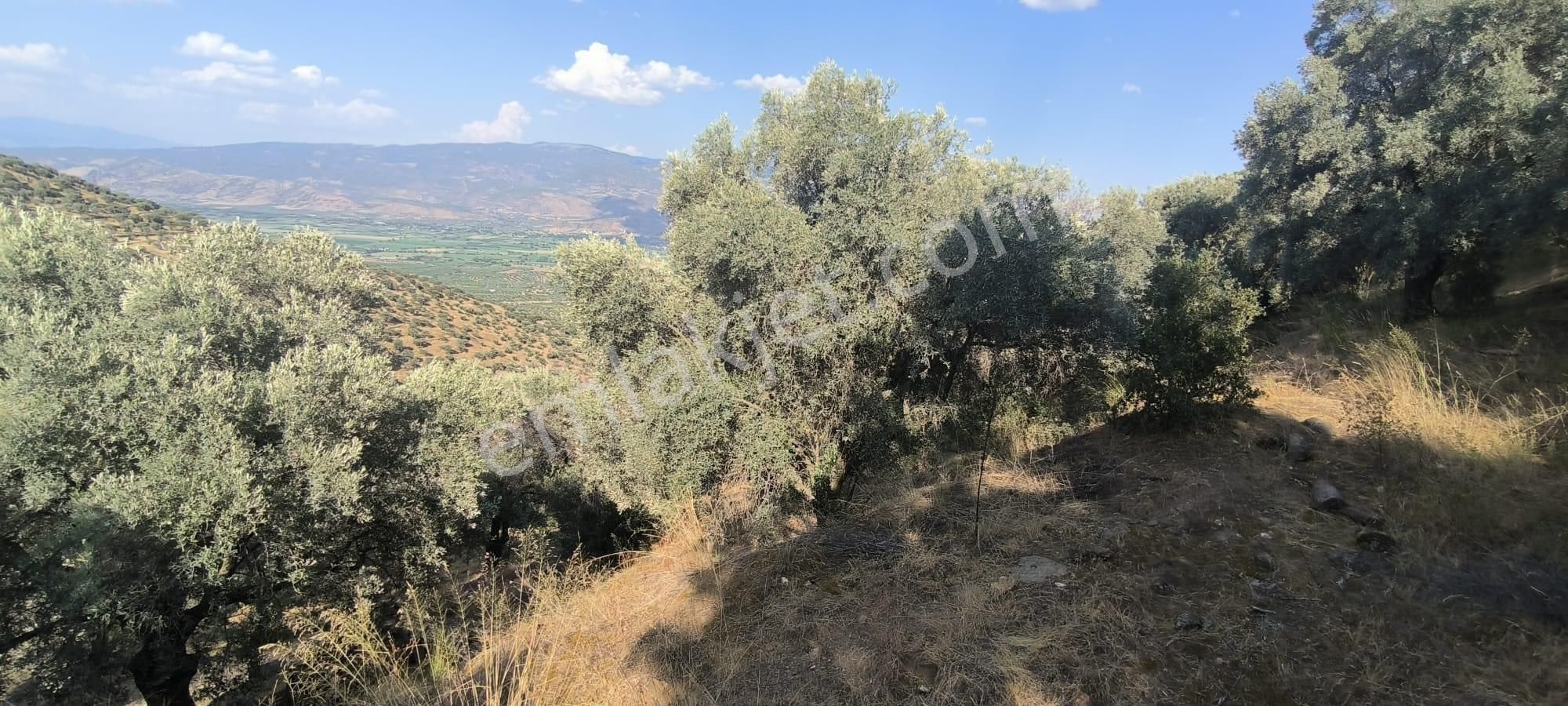 Kavaklı -zeytinlik 7.435 M2 - Görsel 10