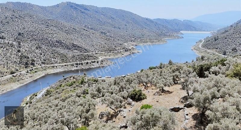 Bal'dan Muğla Milas Günlük'te Satılık 1.454 M2 Zeytinlik