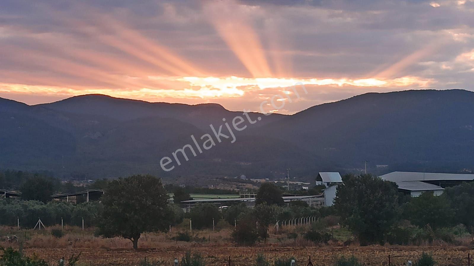 Menderes Çakal Tepede Satılık 1955 M² Tek Tapu Tarla Satılık