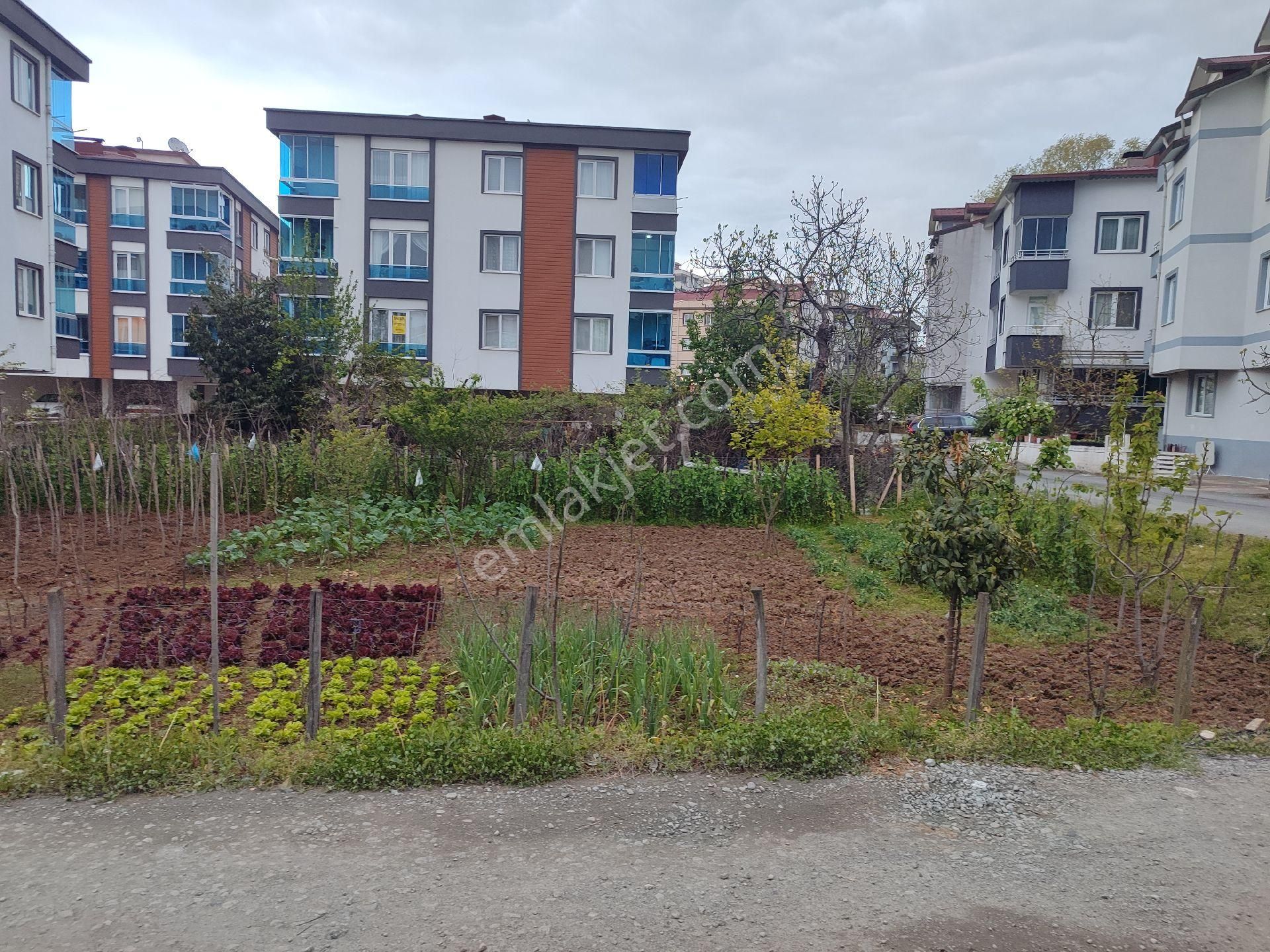 Ordu Merkez Karsıyaka Mah De 274 M2 Üç Tarafı Acık Mustakil Tapulu İmarli Bulunmaz Köşe Parsel