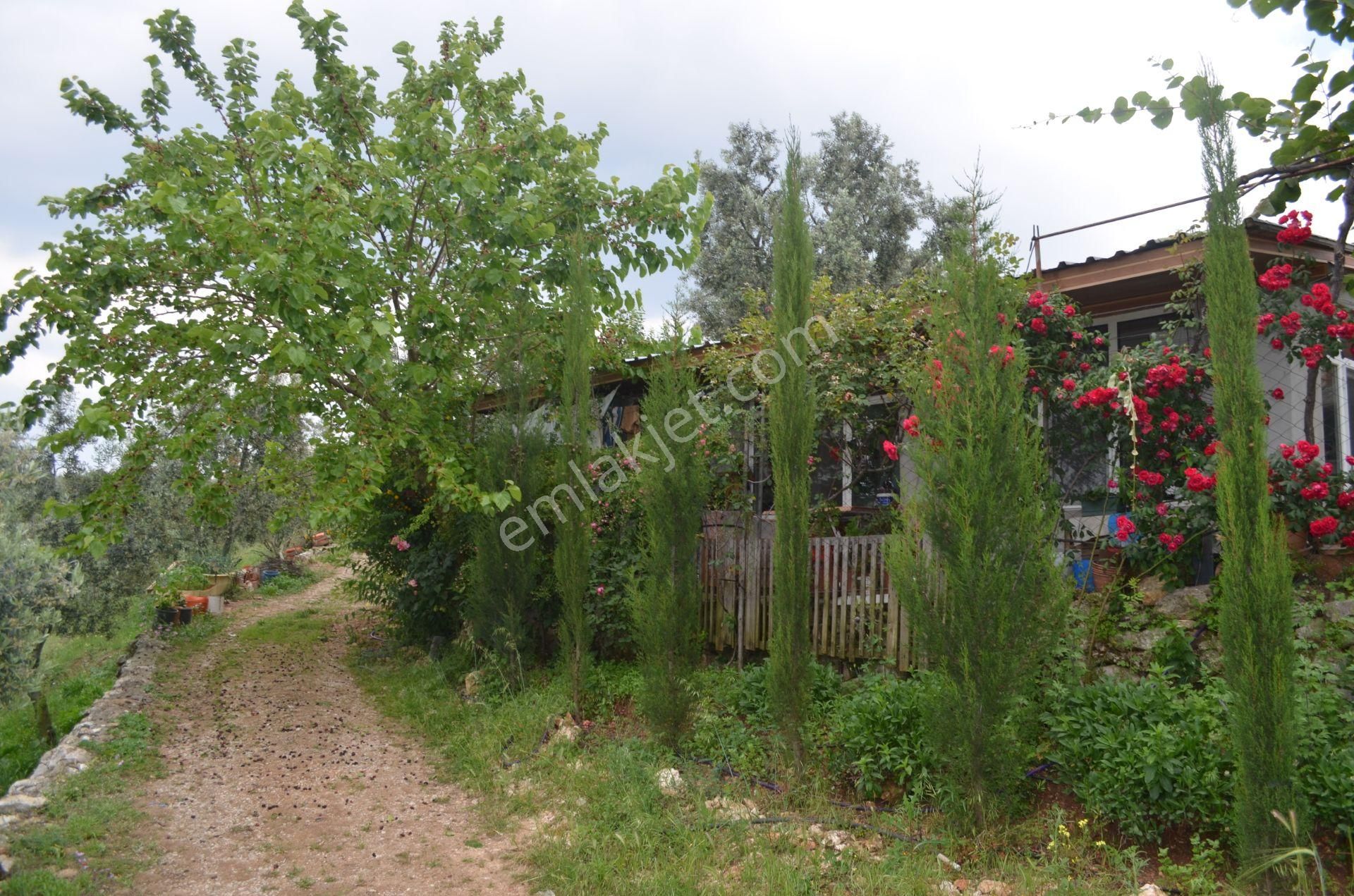 *iznik Şerefiye Mahallesinde 10.962 M² Satılık Verimli Arazi - Görsel 11