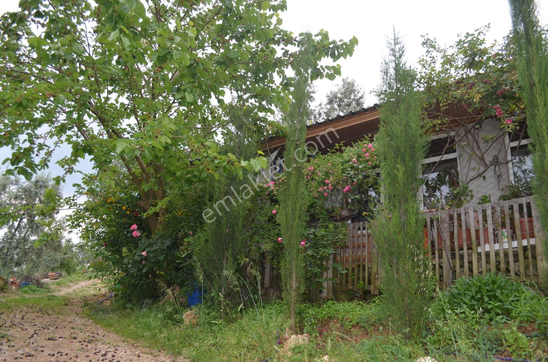 *iznik Şerefiye Mahallesinde 10.962 M² Satılık Verimli Arazi - Görsel 6