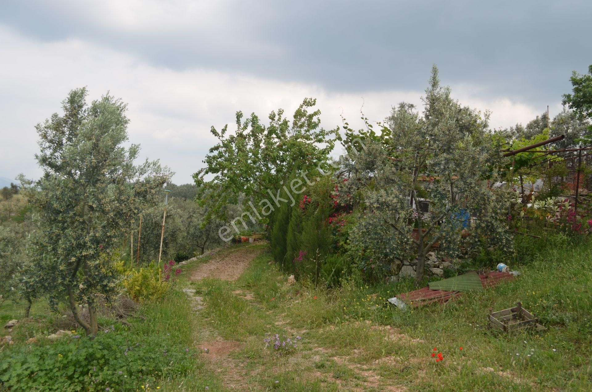 *iznik Şerefiye Mahallesinde 10.962 M² Satılık Verimli Arazi - Görsel 4