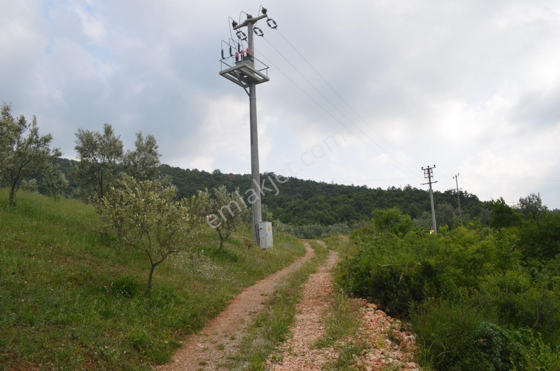 *iznik Şerefiye Mahallesinde 10.962 M² Satılık Verimli Arazi - Görsel 16
