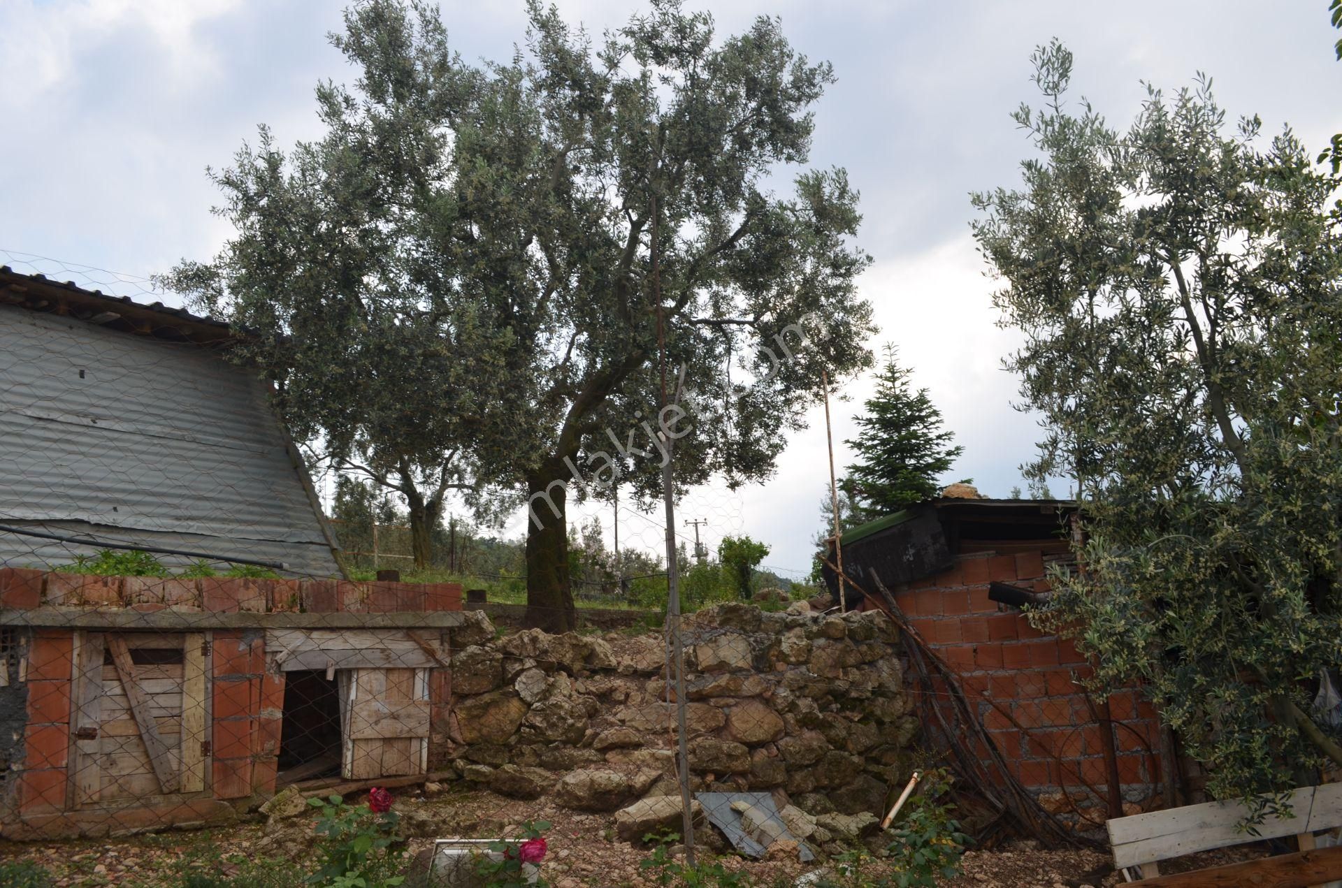 *iznik Şerefiye Mahallesinde 10.962 M² Satılık Verimli Arazi - Görsel 12