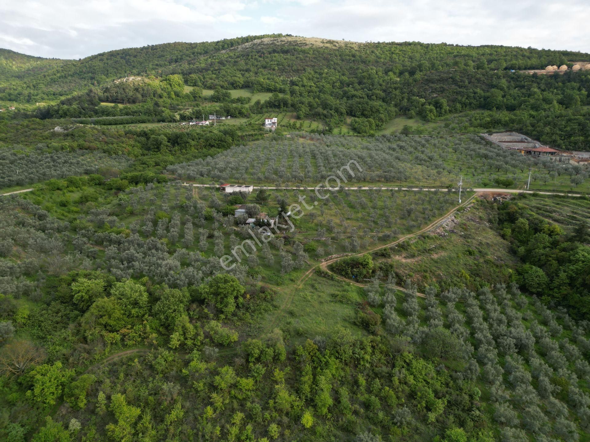 *iznik Şerefiye Mahallesinde 10.962 M² Satılık Verimli Arazi - Görsel 13