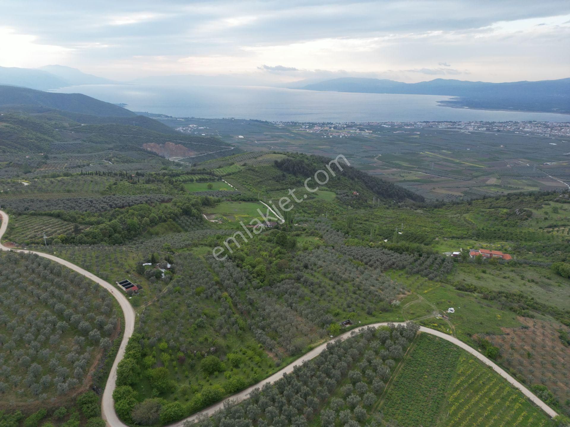 *iznik Şerefiye Mahallesinde 10.962 M² Satılık Verimli Arazi - Görsel 9