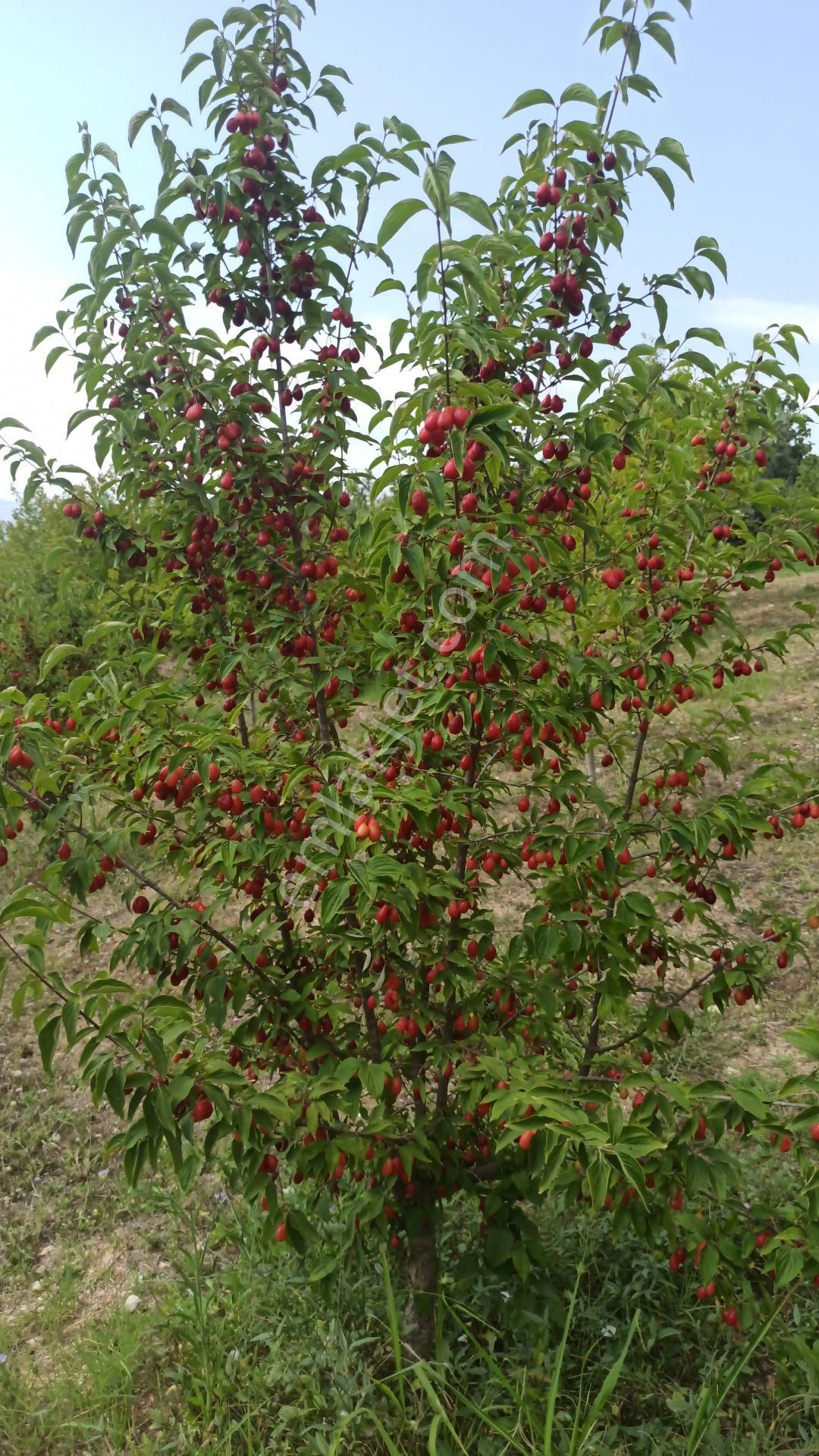 *iznik Şerefiye Mahallesinde 10.962 M² Satılık Verimli Arazi - Görsel 18