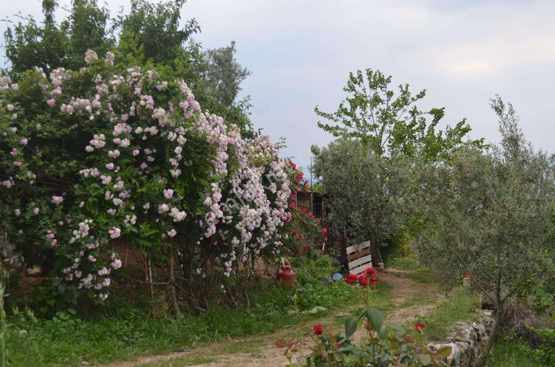 *iznik Şerefiye Mahallesinde 10.962 M² Satılık Verimli Arazi - Görsel 10