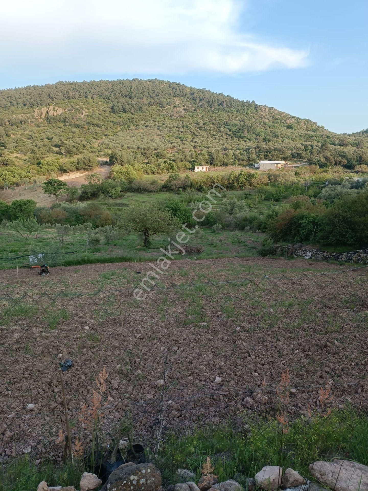 Manisa Yunusemre Karakılıçlıda 4.100 M2 Tek Tapu Zeytinlik