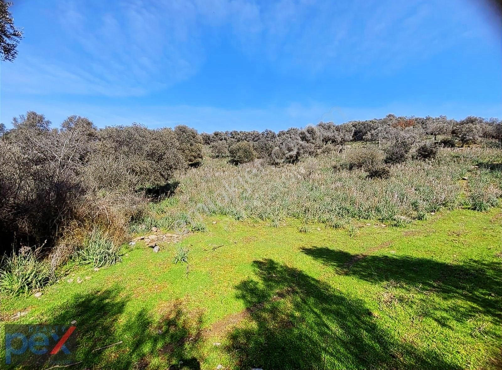 Milas'ta Havaalanı Yanında Tek Tapulu 23.872 M2 Arazi