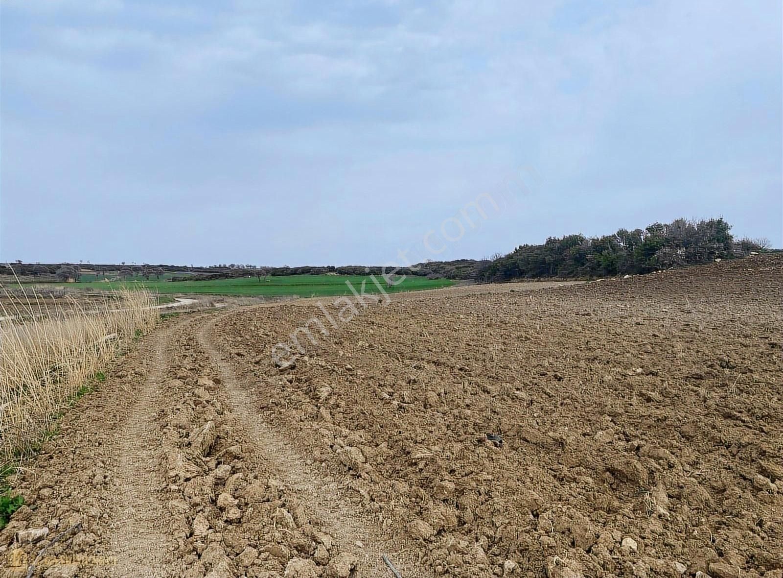 Çanakkale Çıplak Köyünde Satılık Tarım Arazisi