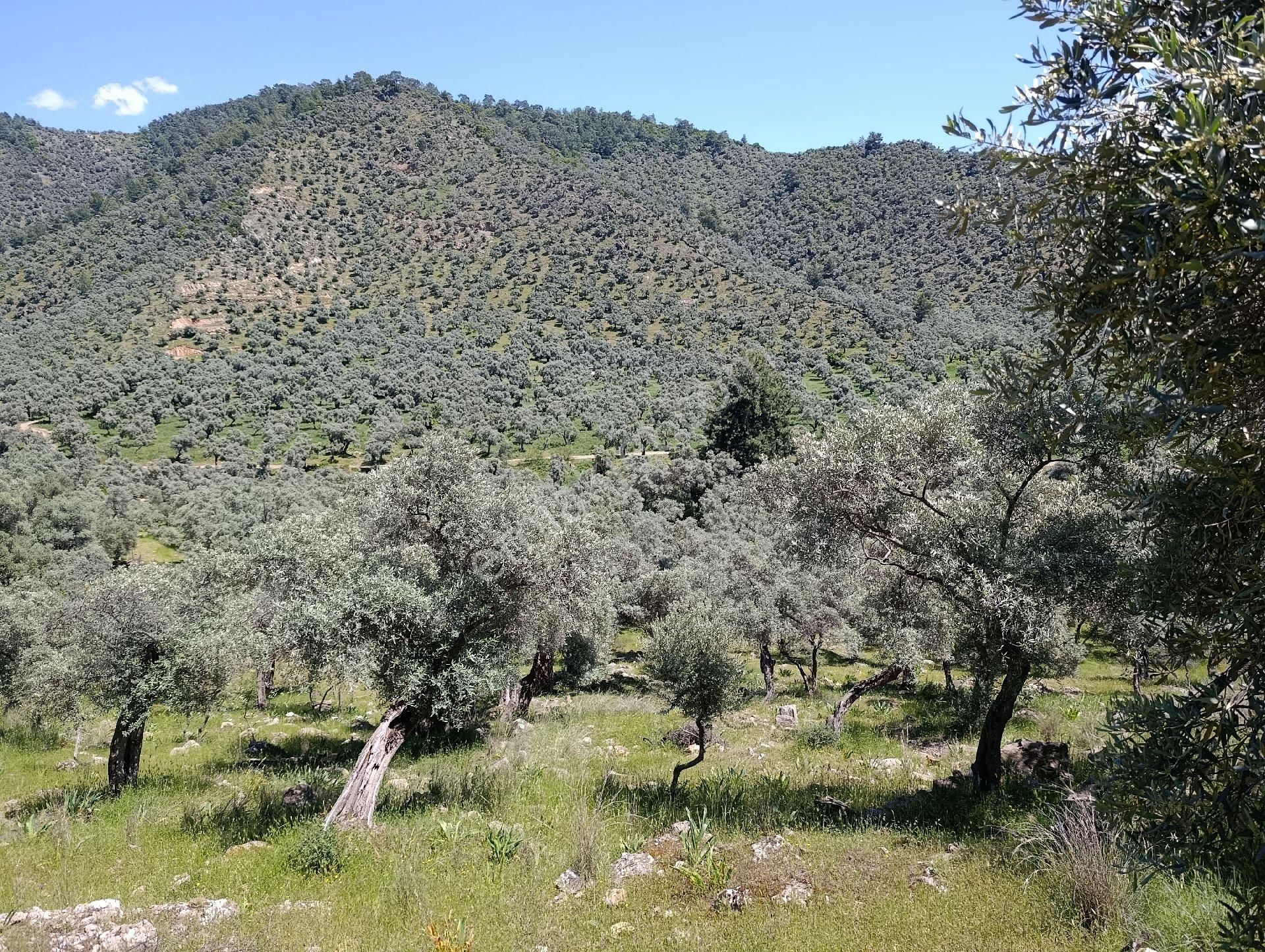 Hacıahmetlerde Satılık Zeytinlik