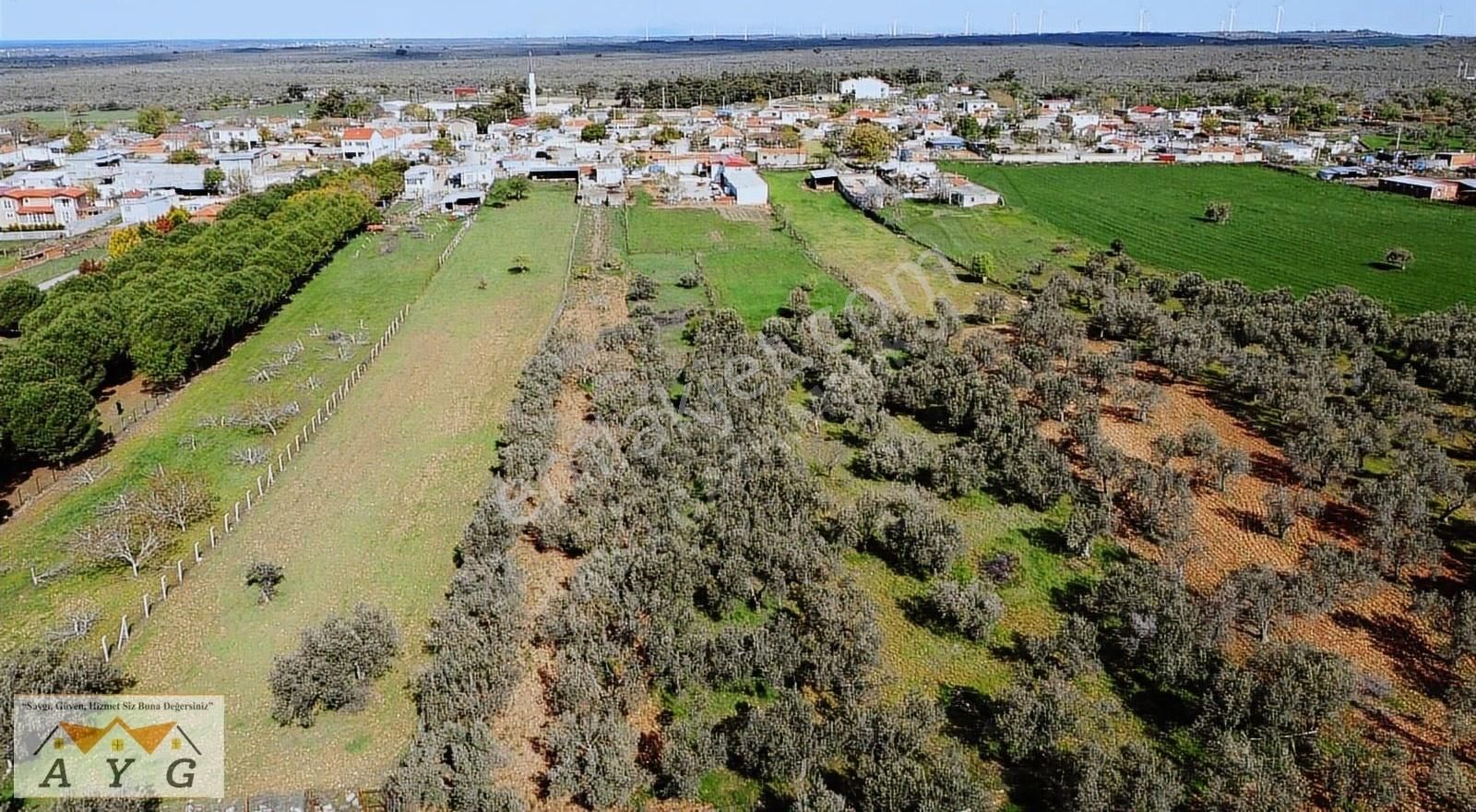 Çanakkale Ezine Mecidiye Köyü Satılık Zeytin Bahçesi / Tarla