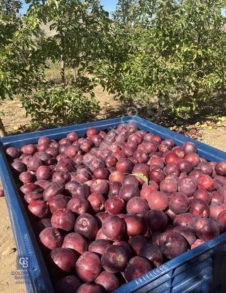 Scarlet Golden Elma Bahçesi Damla Sulama Tel Örgü File Sistemi