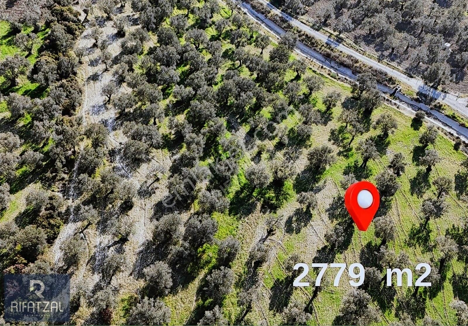 Ayvalık Gazikemalpaşa Mah. Su Kanalı Cepheli 2779 M2 Zeytinlik