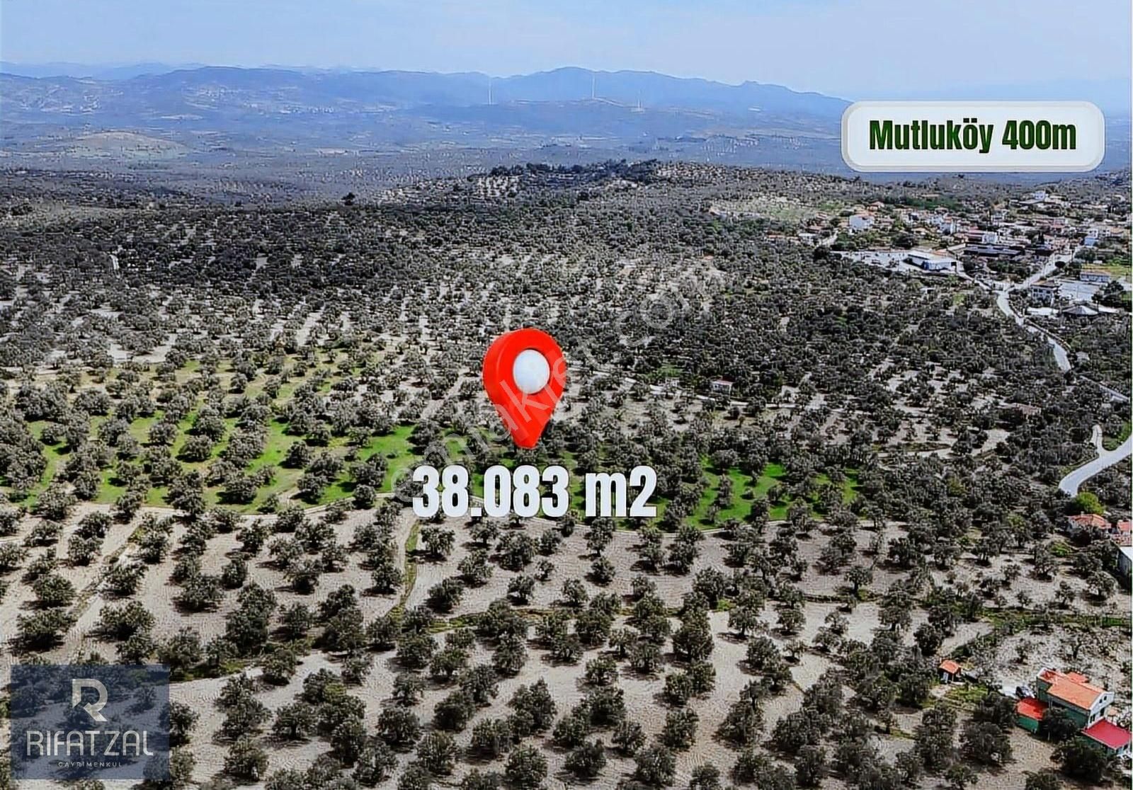 Ayvalık Mutlu'da Ev+zeytinlik Yol Cepheli 38.083 M2 Zeytinlik
