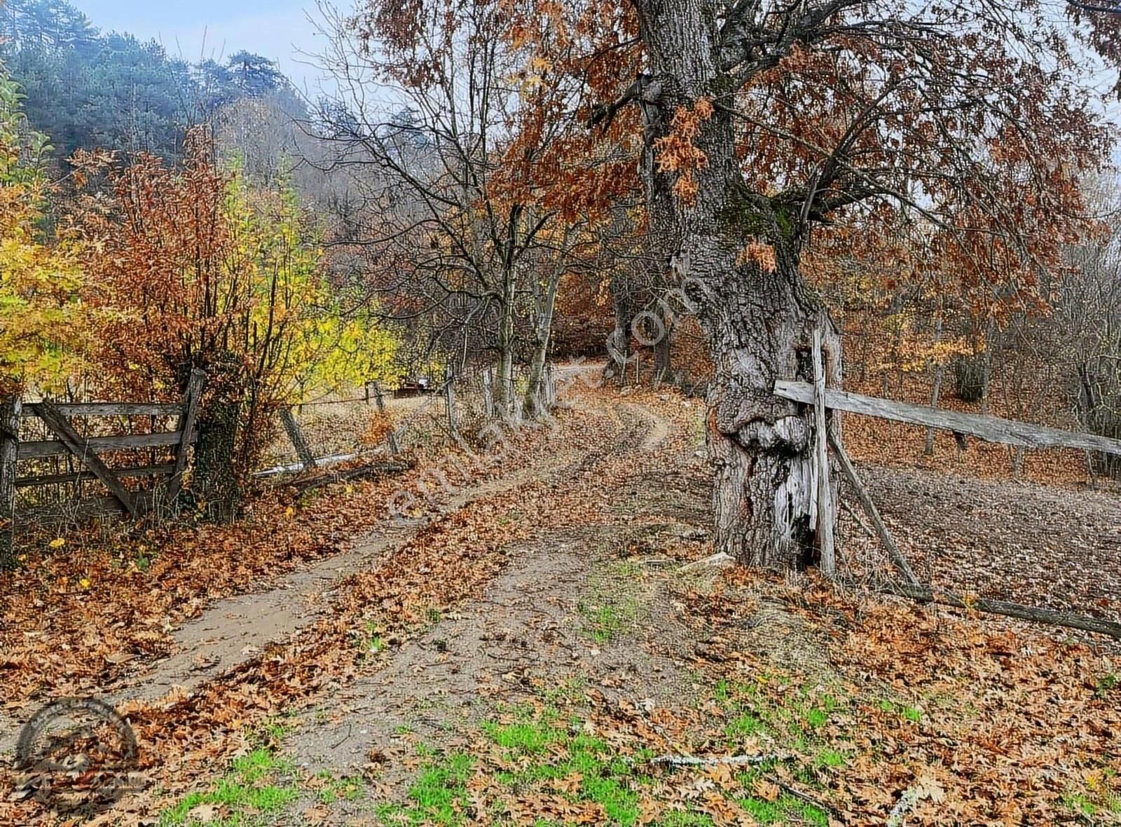 Kazdağların Da Ceviz Ağaçlı Tarla