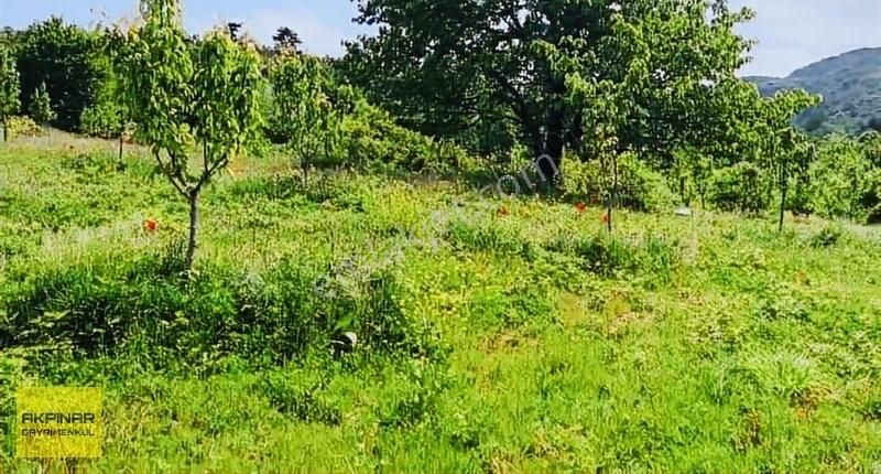 Akpınar Emlak'tan İnegöl Paşaören'de 11.035 M2 Satılık Tarla