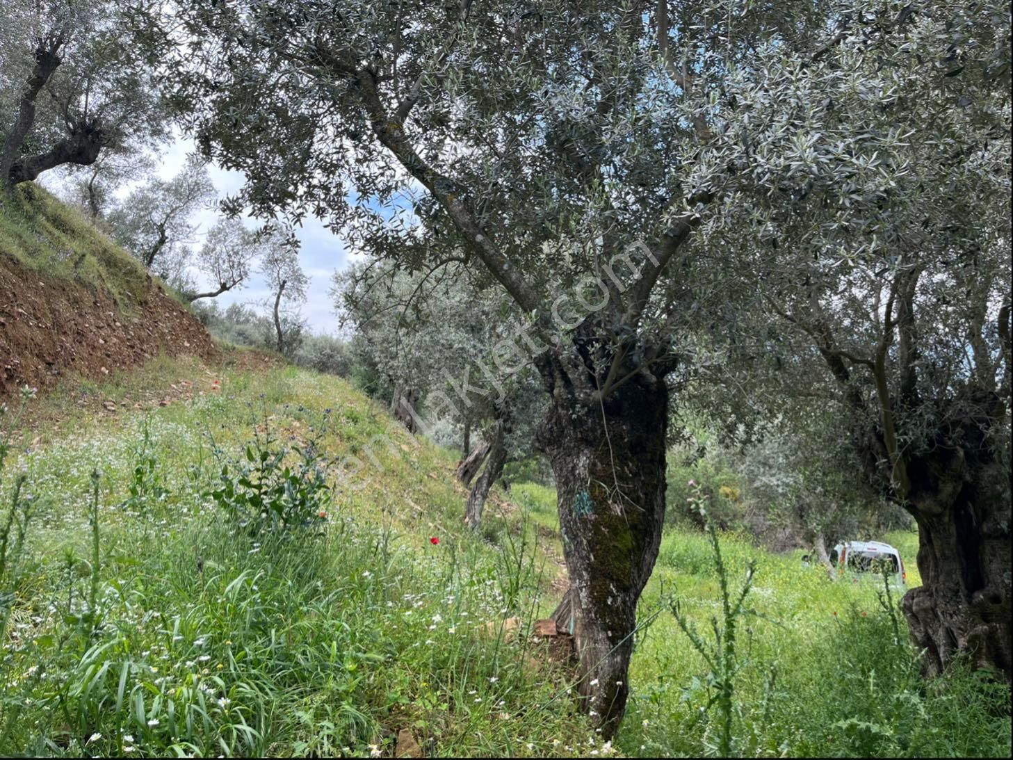 İzmir Bayındır Ergenli Köye Yakın Zeytinlik - Görsel 5