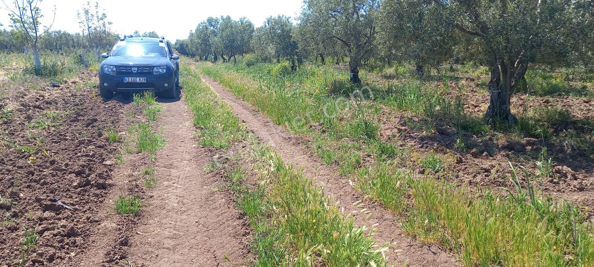 Akhisar Kapaklı Da Satılık 3.250 M2 Trile Zeytinlik 1.300.000 Tl - Görsel 27
