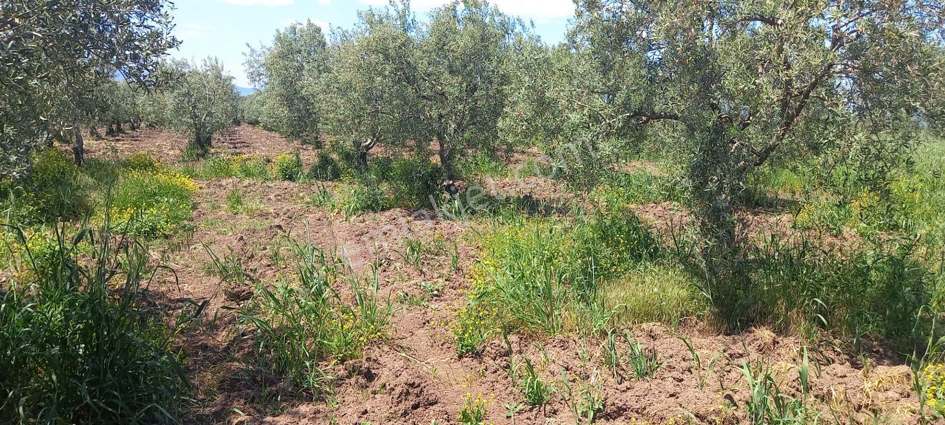 Akhisar Kapaklı Da Satılık 3.250 M2 Trile Zeytinlik 1.300.000 Tl - Görsel 11