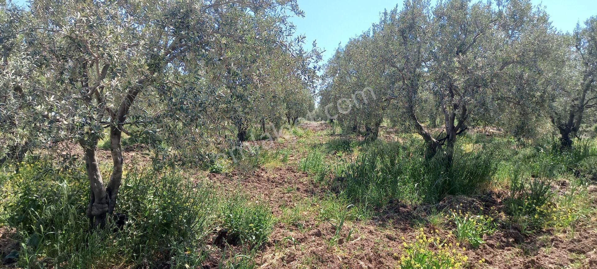 Akhisar Kapaklı Da Satılık 3.250 M2 Trile Zeytinlik 1.300.000 Tl - Görsel 15