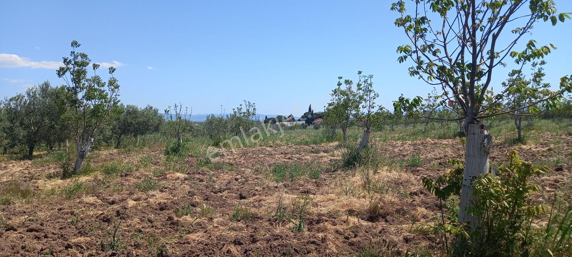Akhisar Kapaklı Da Satılık 3.250 M2 Trile Zeytinlik 1.300.000 Tl - Görsel 26
