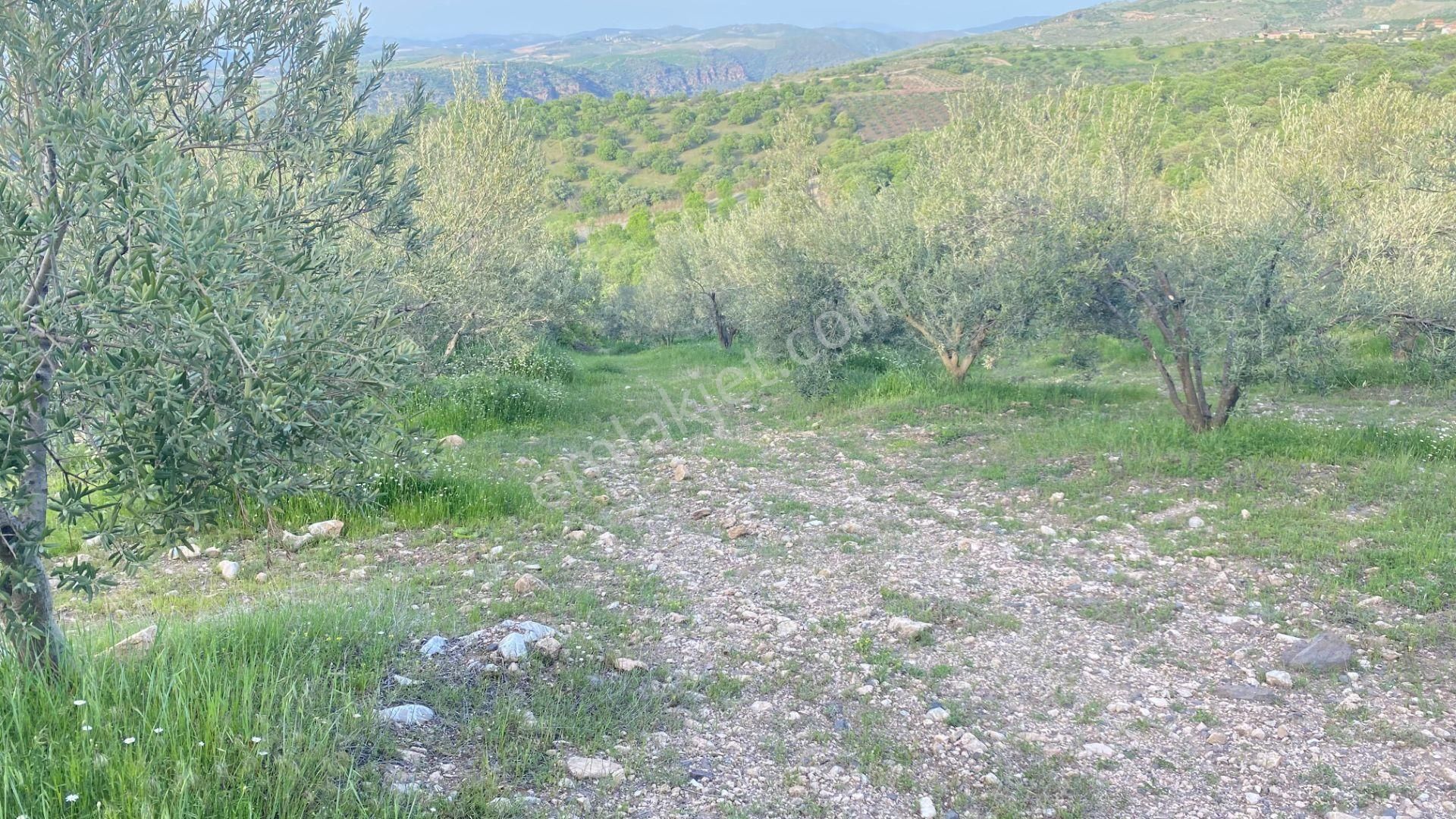 Manisa Salihli İlçesinde Satılık 9 Yaşında Zeytin Bahçesi