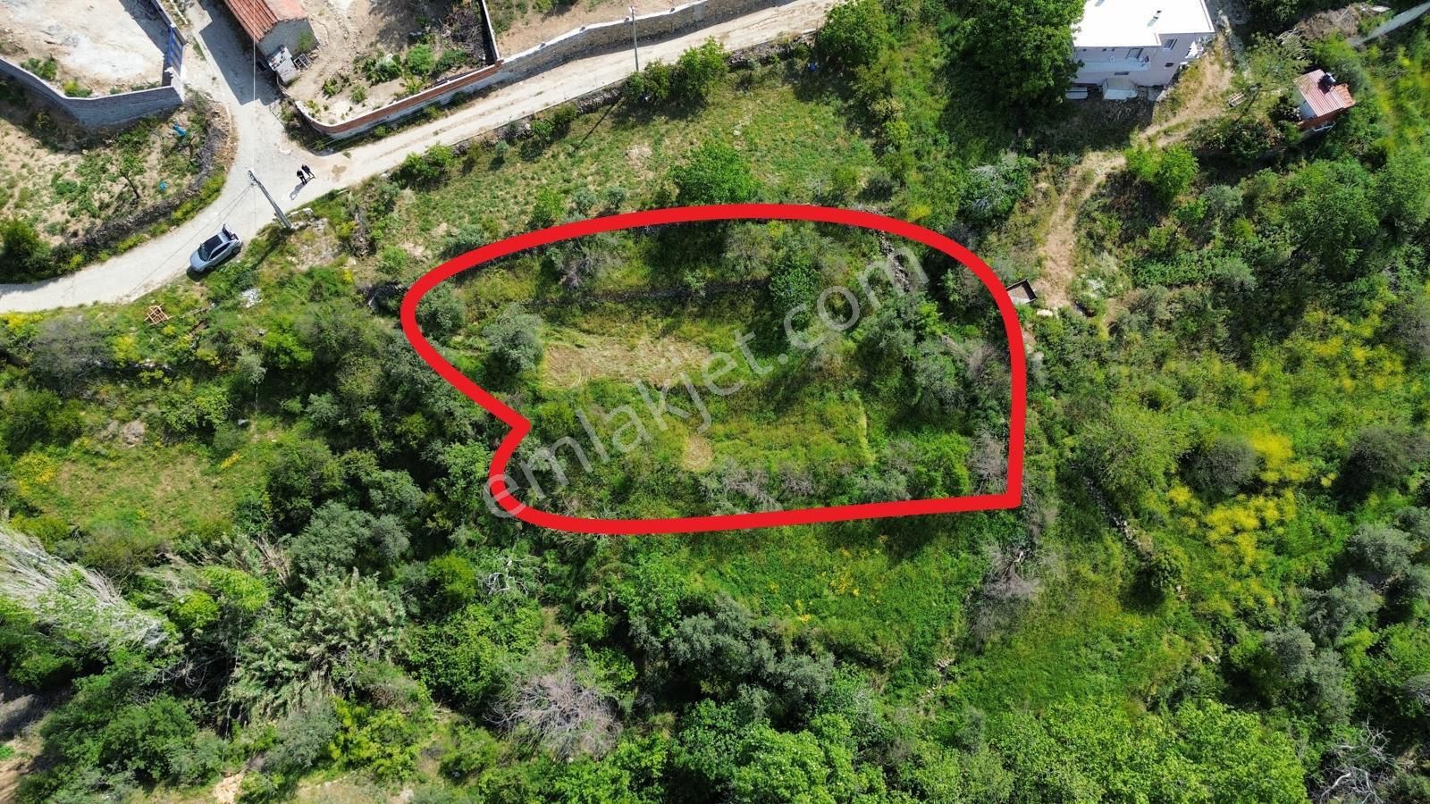 Bergama Pınarköy Mahallesi Köy İçi Satılık Zeytinlik