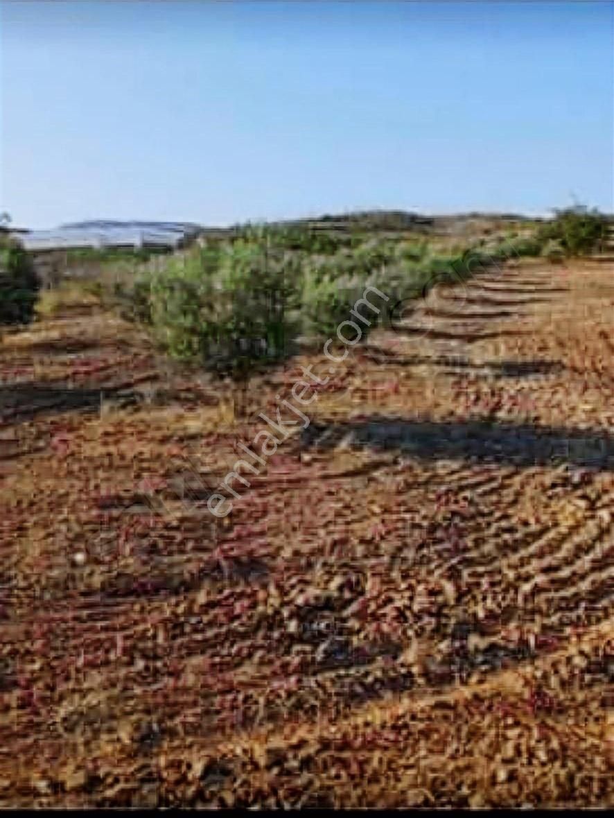 Bucak Şeyhler 4.597 M2 Tek Tapu Tarla