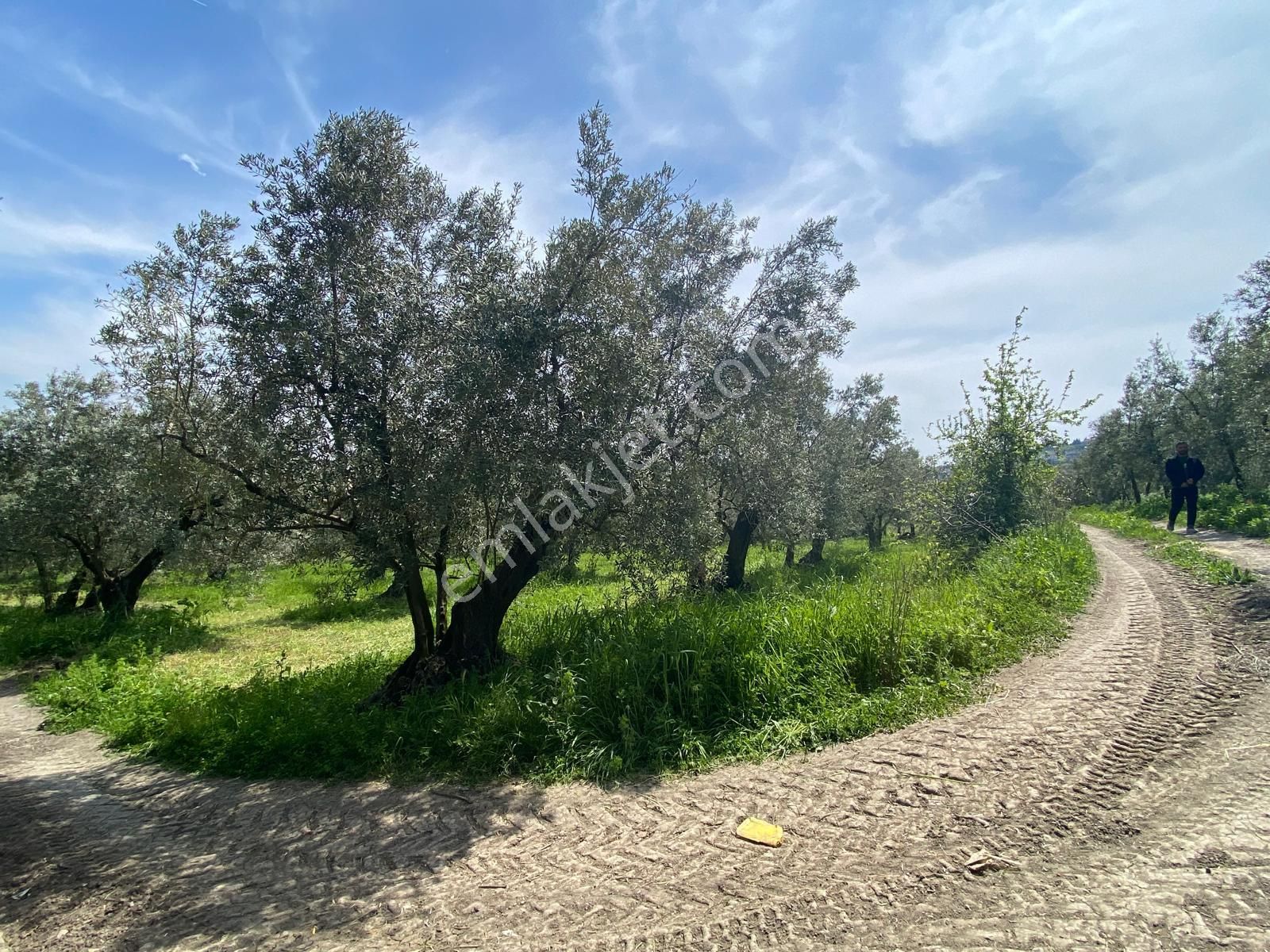 Mudanya Aydınpınar'da Kapital'den 3255 M2 Zeytinlik