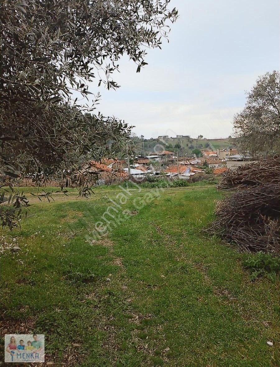 Manisa Turgutlu Derbent Te Satılık Köy İçi Mevkisinde Zeytinlik
