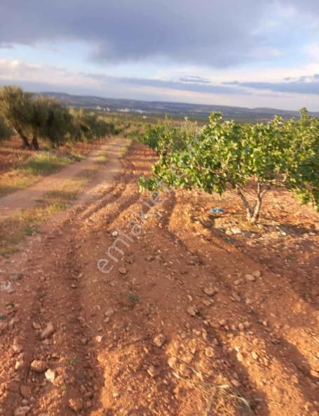 Uluyatır - Nizip 'de Satılık Ful Fıstıklık, Asfalta Yakın Yolu Var.