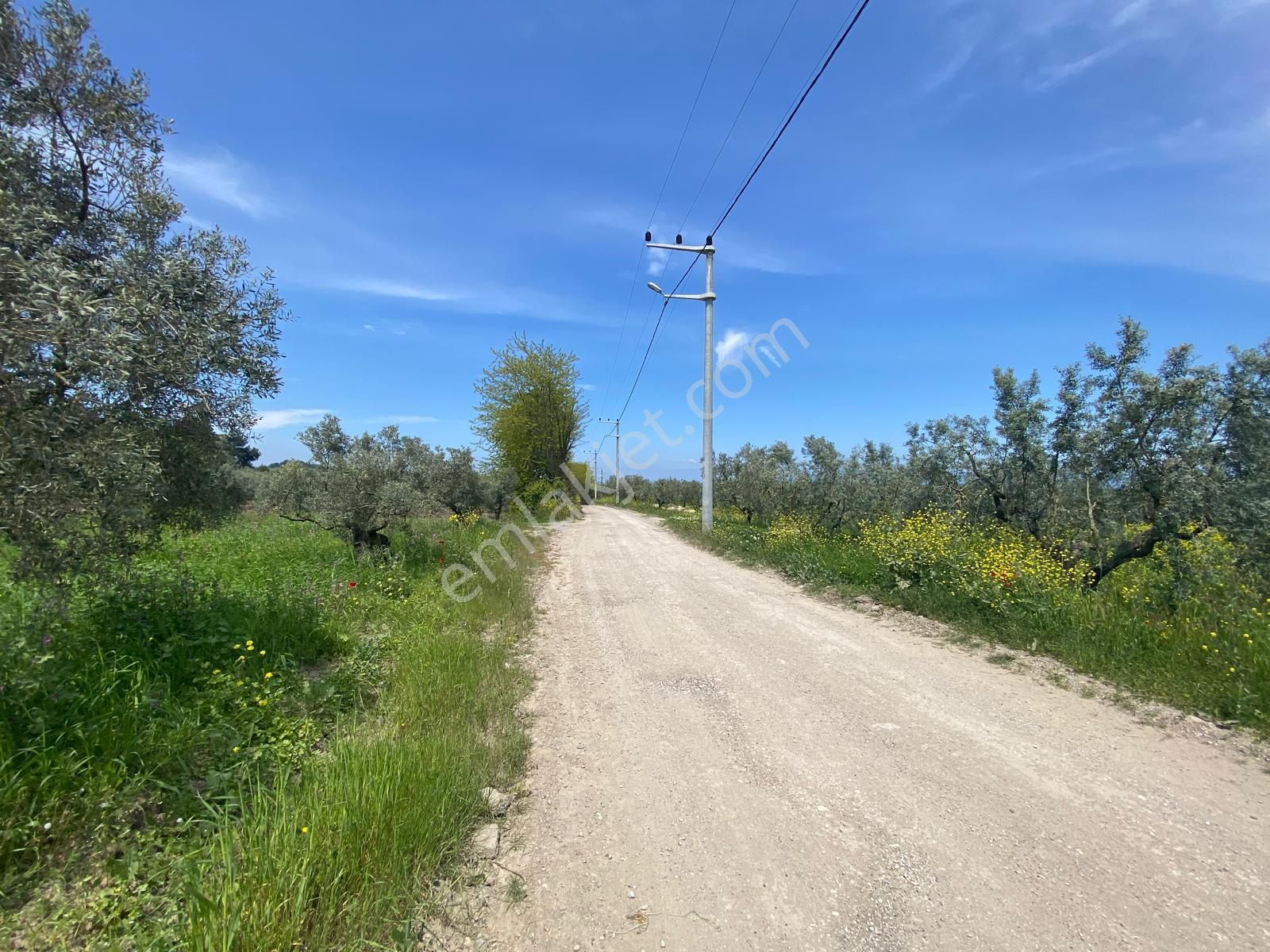 Mudanya Göynüklü'de Kapitalden 3000 M2 Resmi Yolu Olan Zeytinlik