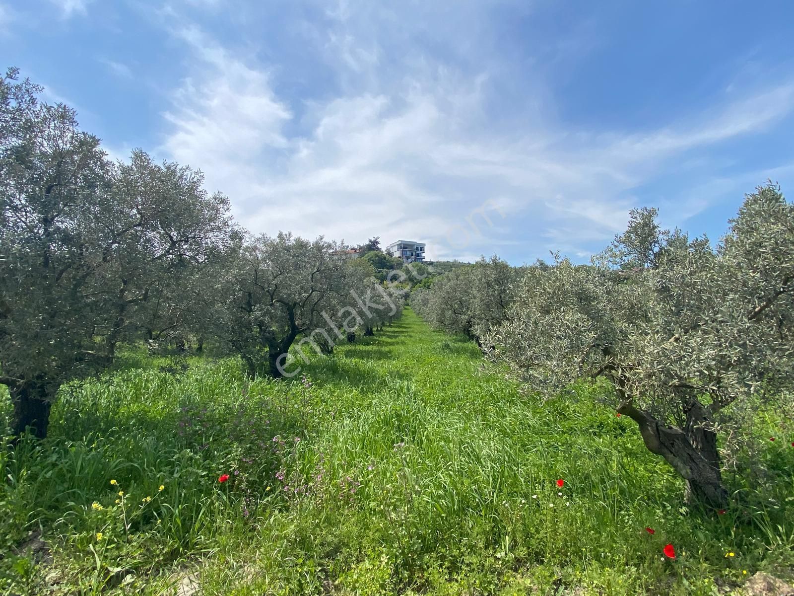 Mudanya Göynüklü'de Kapitalden 3700 M2 Resmi Yolu Olan Zeytinlik