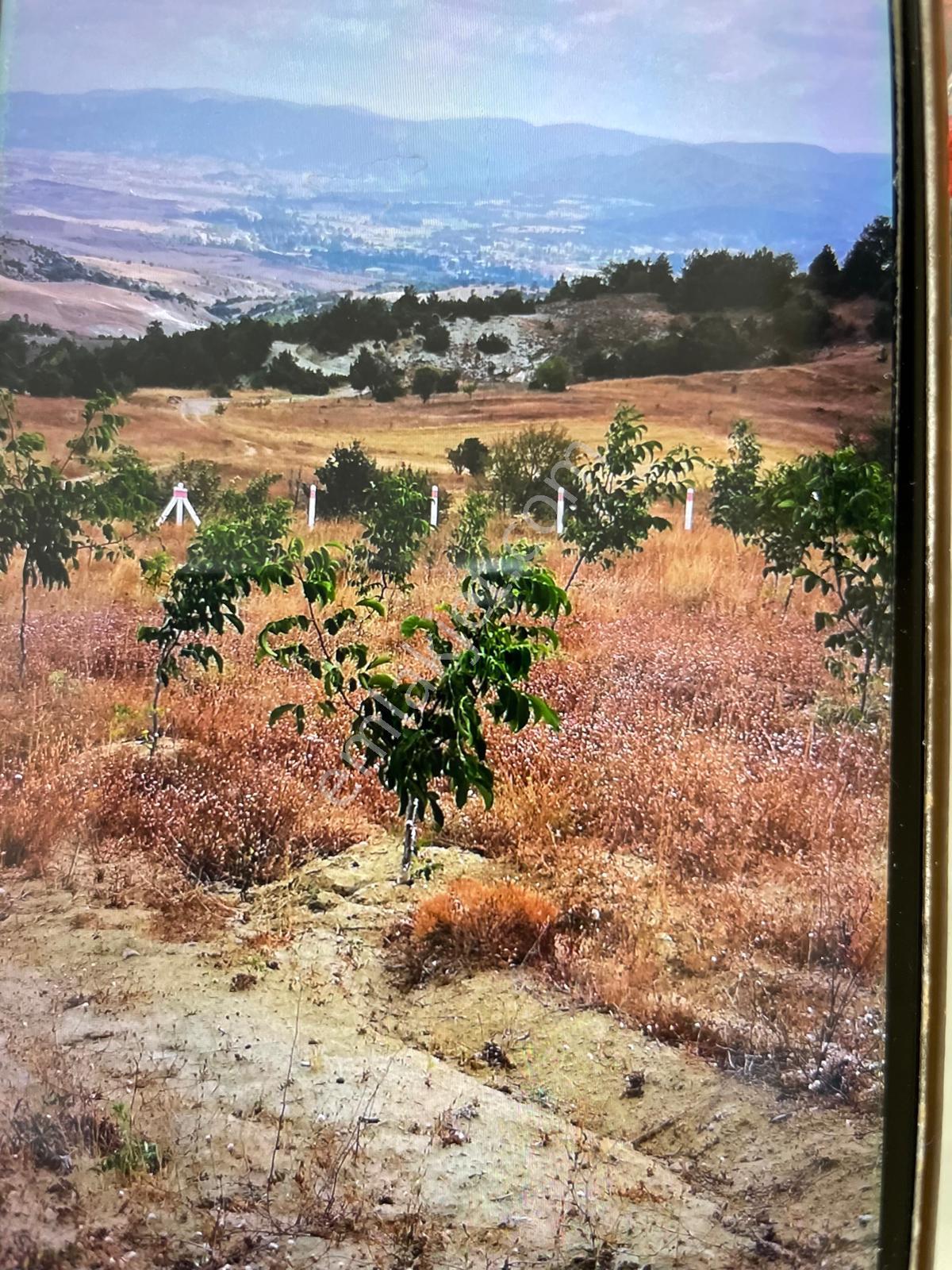 Kaçmaz Emlak'tan Bilecik Yenipazarda Satılık 2.862m2. Bahçe - Görsel 11